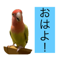 可愛いインコ♥️