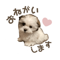 あくあ_まるしーずー