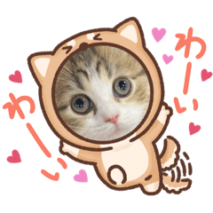 ニャン❤️