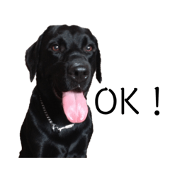 黒ラブのアロア