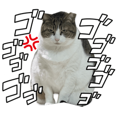 おやじん家の猫さん3