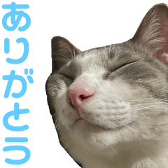 かわいいアッシュくん