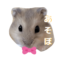 愛するハムハム