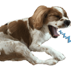 いなとみけのいぬ