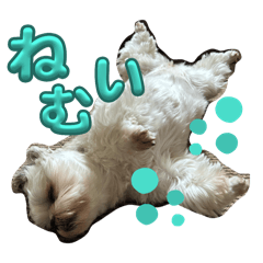 うちの花ちゃん②