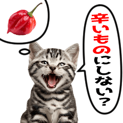 辛いものが好きなねこ