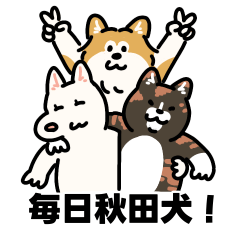 毎日秋田犬！