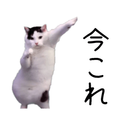 激！動く今これ猫ミーム