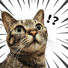 毎日使える！実写ねこスタンプ