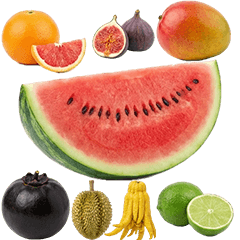 色んなフルーツ　実写