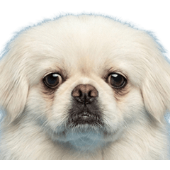 BIG! ペキニーズ　実写