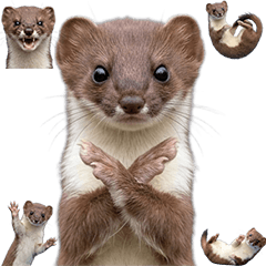 BIG! イイズナ　実写