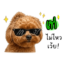 Little dog matungV.1