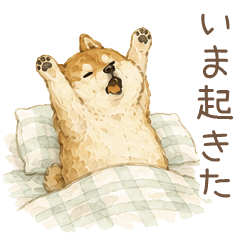 報告するゆるふわ柴犬【連絡・毎日使える】