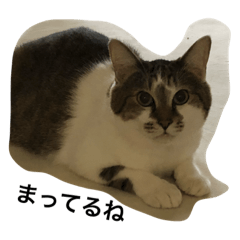 ワンニャン日常語