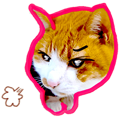 チーズ猫は世界をどう思いますか〜