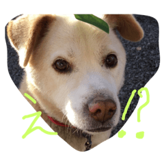 わんちゃんの日常会話！