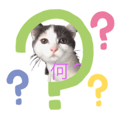 メイ&シンバ、仲悪いけど仲が良い