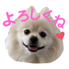 ポメラニアンみゅうの使える言葉スタンプ