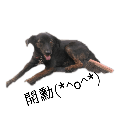 Kitty_20190811115417