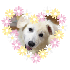 ホワイトシェパード のルル