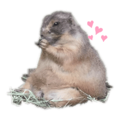 動物達の気まぐれ