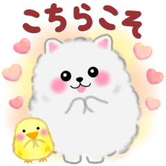 気持ちを伝えるポメラニアンぽちゃん
