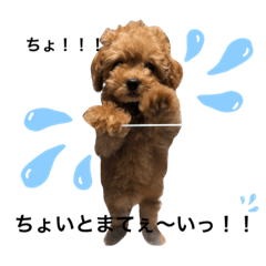 トイプードルさくら❤とその家族