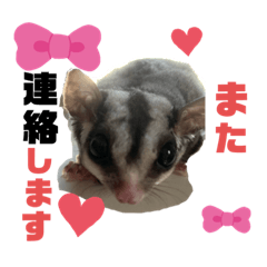 我が家のルンちゃんの日常２♀