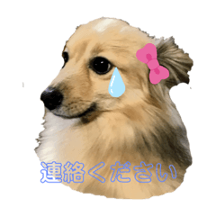 ワンワンスタンプ　# 1