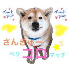 柴犬コロ助スタンプ〜コロスタ〜其の一