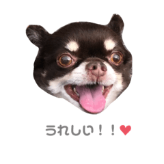 まろまゆちっぷ君