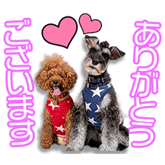 赤川家のひわ＆アネラちゃん