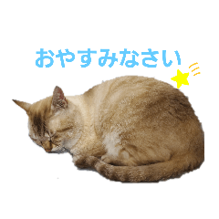 我が家のレオにゃん。