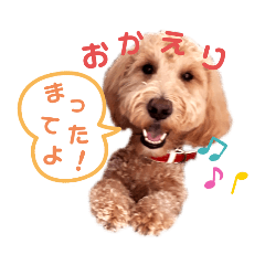 ラブラドゥードル鈴ちゃん