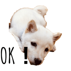 癒しのマルくんスタンプ