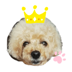 トイプードル♡毎日使えるスタンプ