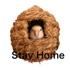 コザクラインコのピー