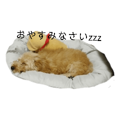 愛犬むぅのスタンプ③