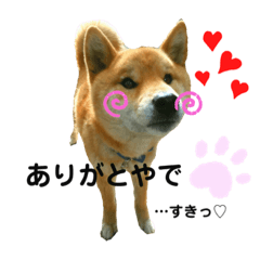 柴犬まっちゃの一言！