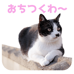 いつも心にハチワレを