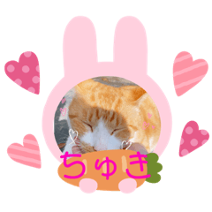 イッヌ ネッコ 好きの飼い主