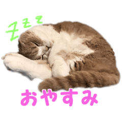 わん、にゃん ざんまい