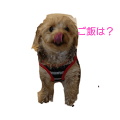 ヨーキーまりん