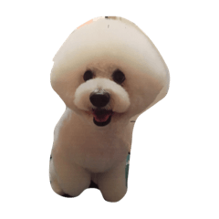 ビションブリーゼむくちゃん  スタンプ