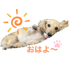 ダックス のLuluちゃん