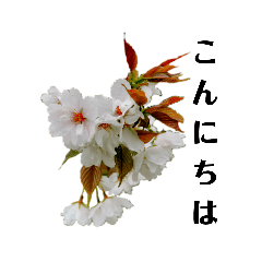 ヤシキん春の花