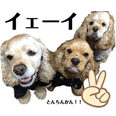 我が家のアメコカとんちんかん