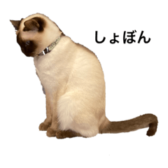 猫ネコねこcatスタンプ