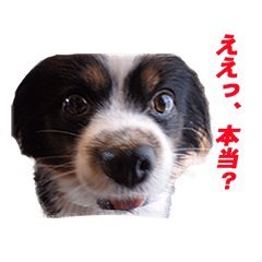 パピヨンのチャオスとリオスのスタンプ